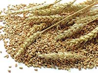 Wheat (triticum)