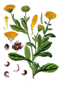 Calendula (calendula officinalis aka Marigold)