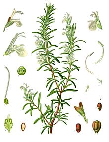 Rosemary (ros marinus, meaning “sea dew”)