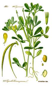 Fenugreek (Trigonella foenum—graecurn