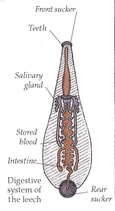 Leech diagram