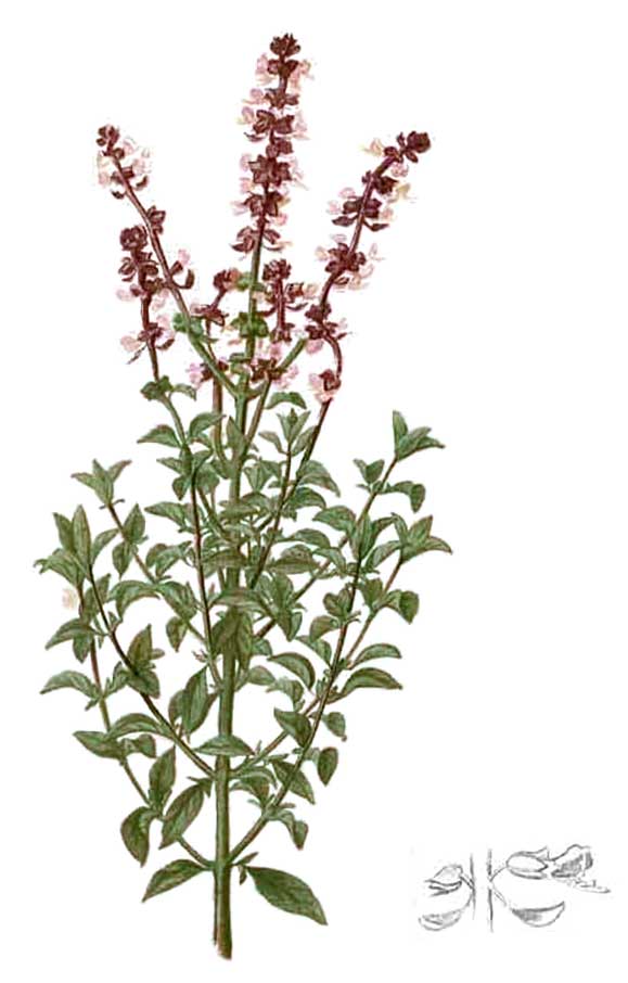 Basil (ocimum basilicum)