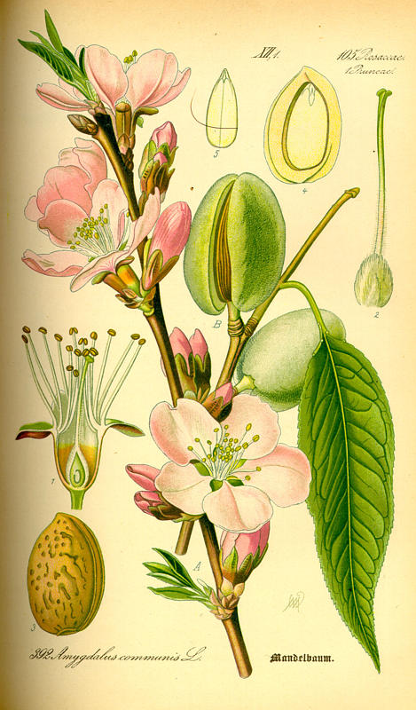 Almonds (prunus amygdalus)