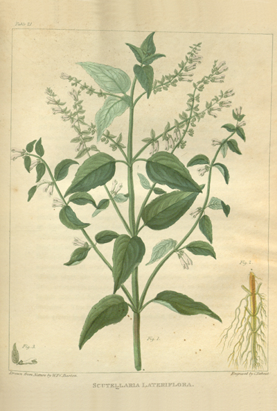 skullcap (scutellaria lateriflora)