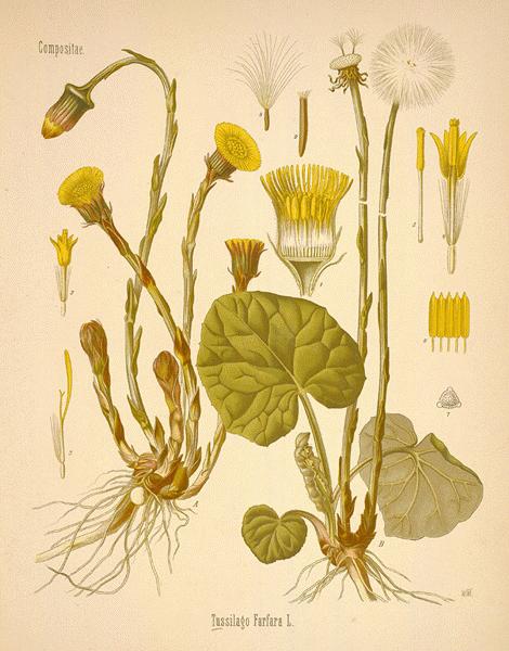 coltsfoot (Tussilago fafara)