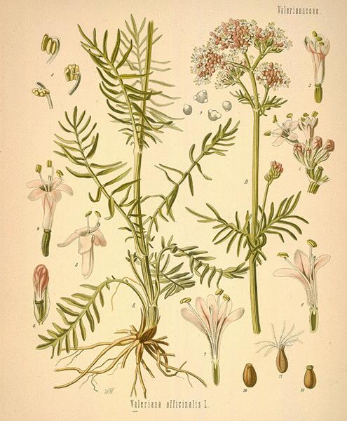 Valerian (V. officinalis)