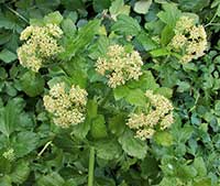 alexanders plant