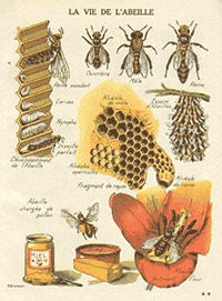 Honey Bees