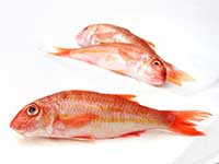 Red Mullet