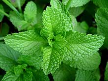 Mint (Mentha)