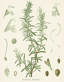 Rosemary (Rosmarinus Officinalis)