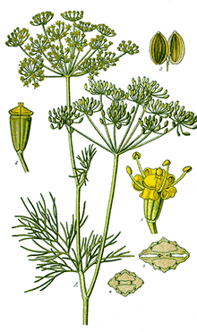 Dill (Anethum Graveolens)