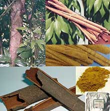 Cinnamon (Cinnamomum verum)