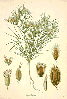 Cumin (Cuminum Cyminum)