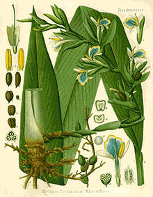 Cardamon (Elettaria Cardamomum)