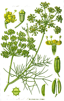 Fennel (Foeniculum Vulgar)