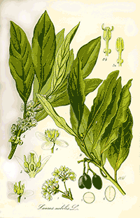 Bay Leaf (Laurus Nobilis)
