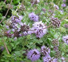 Pennyroyal (Mentha Pulegium)