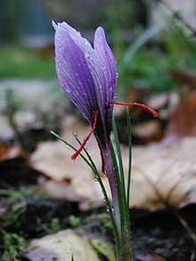 Saffron (Saffran Crocus Sativus)