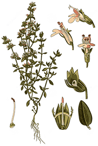Thyme (Thymus Vulgaris )