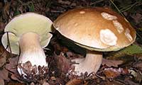 Boletus mushrooms