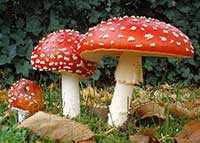 Amanita mushrooms