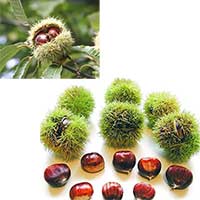 Chestnut