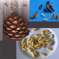 Pine nut