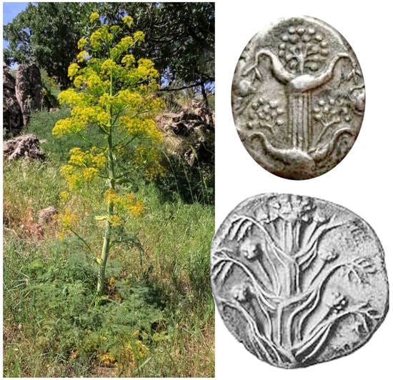 Possible Silphium and coins