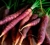 Roman Carrots