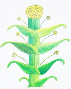 Drawing od what Silphium is supposed to look like.