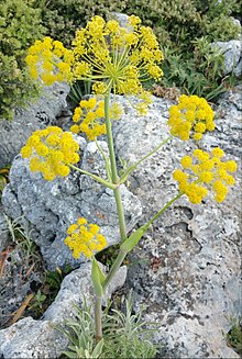 Possible Silphium (Giant Tangier Fennel)